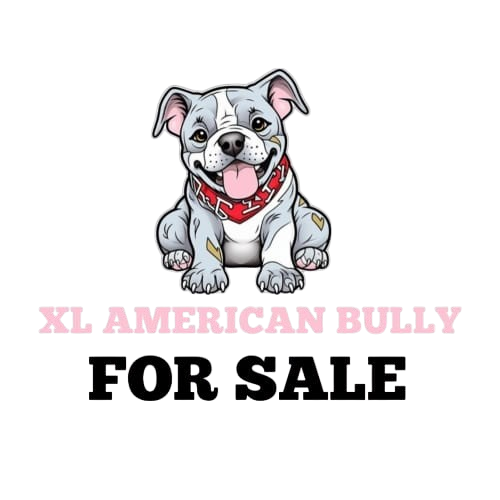 XL American Bully For Sale